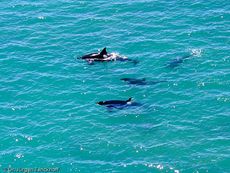Orca (4 von 59).jpg